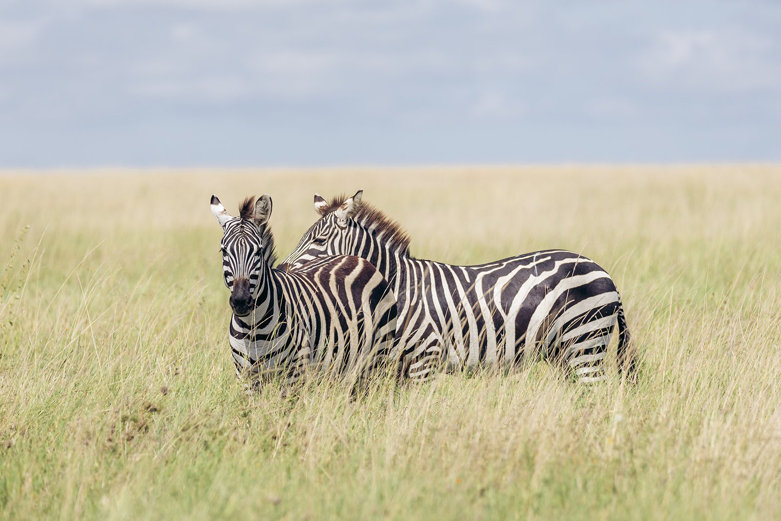 THE AFRICAN KONGONI Serengeti safari Camp