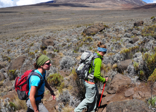 Walking Safaris