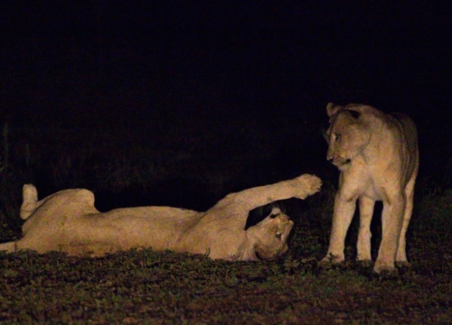 Night Safaris