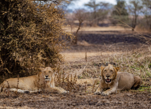 Day Trip to Mikumi National Park
