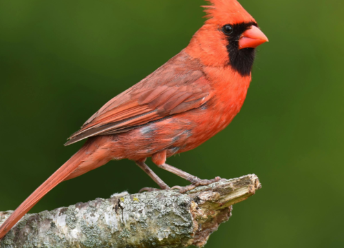 Birding Safaris