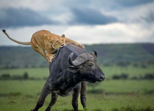 Wildlife Safaris