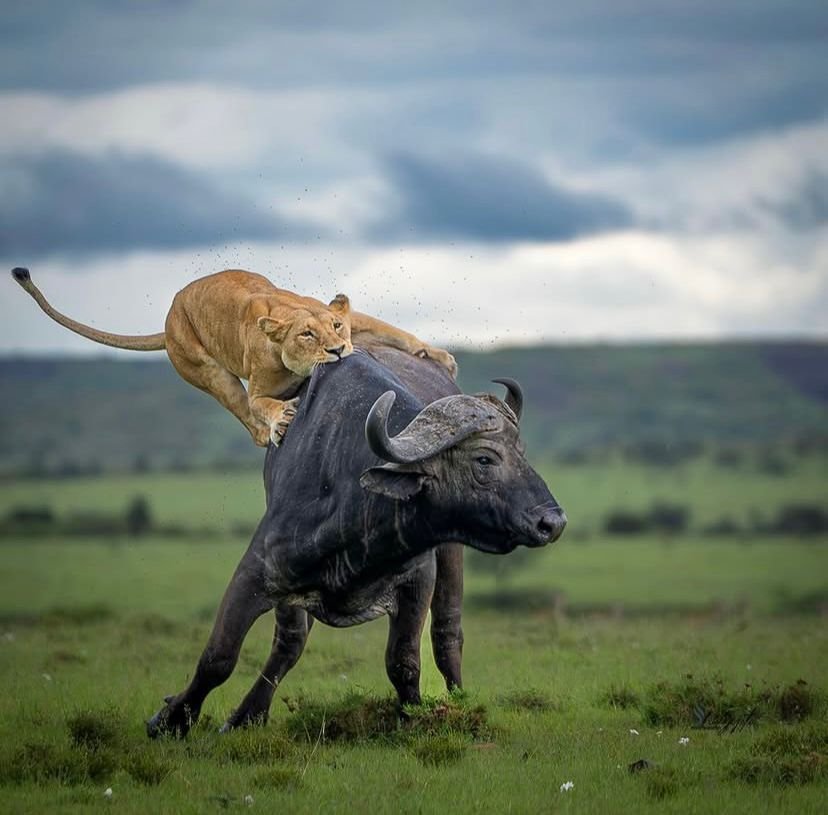 Wildlife Experiences