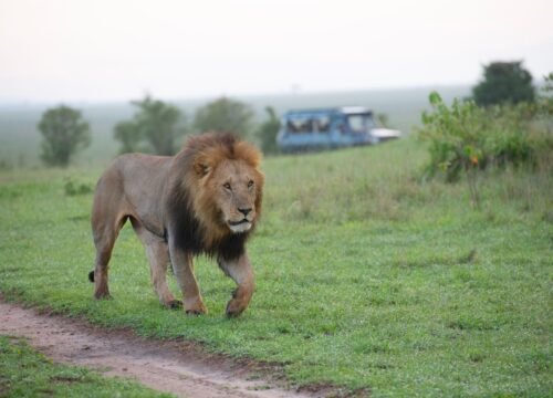 4 DAYS/3 NIGHTS CLASSIC SAFARI NORTHERN CIRCUIT