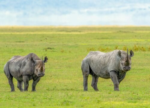 5 DAYS/4 NIGHTS CLASSIC NORTHERN CIRCUIT SAFARI