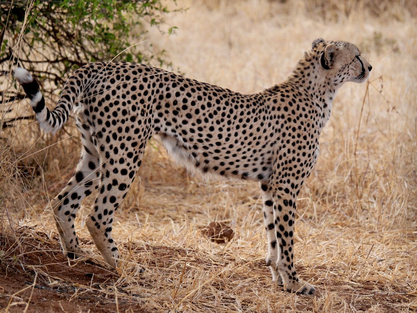 tarangire1