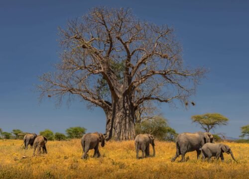2 DAYS / 1 NIGHT WILD ESCAPE TARANGIRE & NGORONGORO PARKS