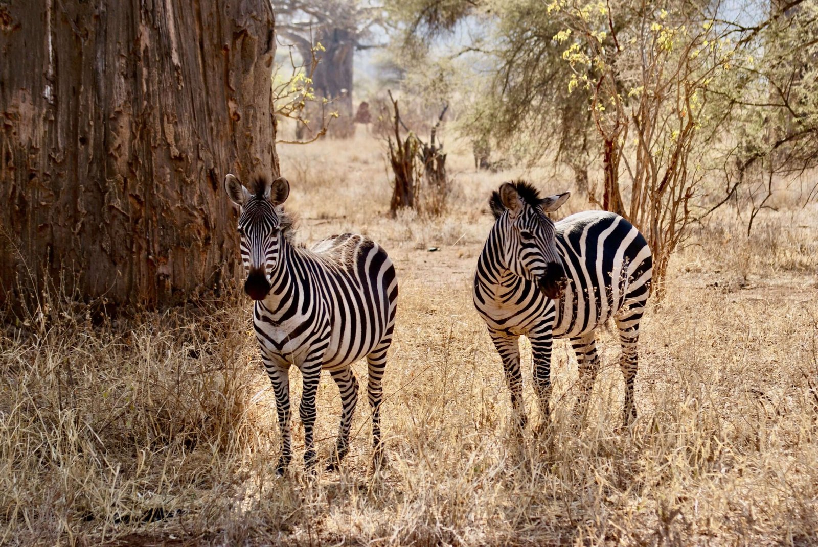 tarangire4