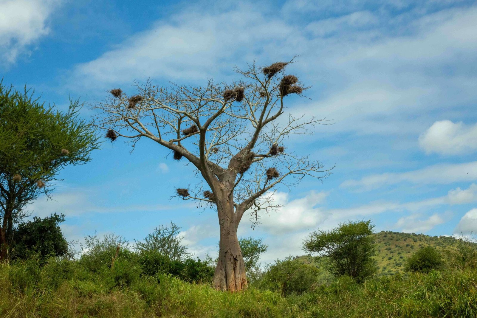 tarangire5