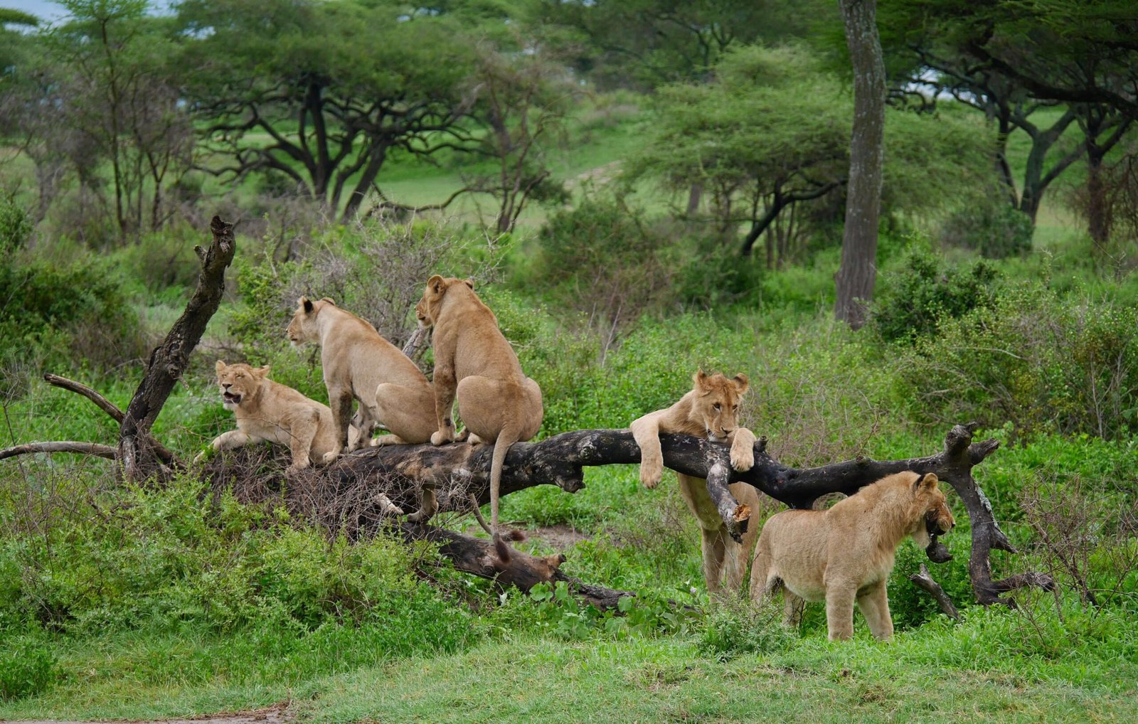 tarangire8