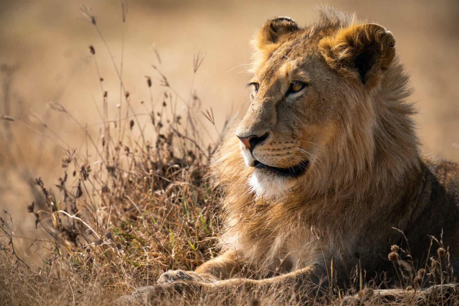 lion1